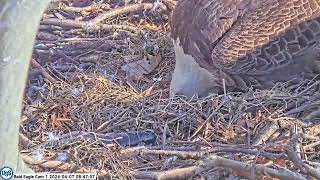 USS Bald Eagle Cam 1 on 4-7-24 @ 08:47:20 Great view of the eaglets wing sticking out of shell.