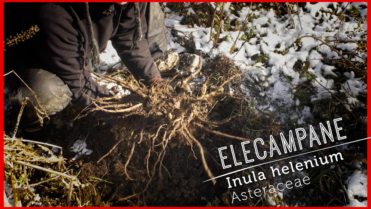 Digging ELECAMPANE: LUNG & DIGESTIVE Helper (Video Lesson)