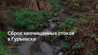 Сброс неочищенных стоков в Гурьевске