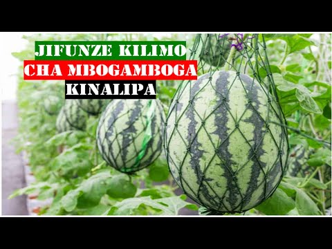 Video: Astrantia Kubwa (picha 53): Upandaji Na Utunzaji Katika Uwanja Wazi Kwa Mmea Wa Mimea Ya Mimea Astrantia Kuu, Aina 