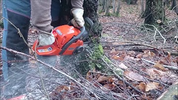 Felling a 60ft birch tree - split level (Danish Pie) cut