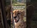 Cheetahs meow like cats.
