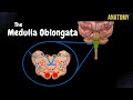 Ref:gPtm1C__kTE Medulla oblongata anatomy - external &amp; internal (white &amp; grey matter) + quiz