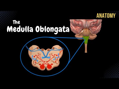 آناتومی مدولا Oblongata - خارجی و داخلی (ماده سفید و خاکستری) + آزمون