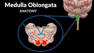 Medulla Oblongata Anatomy  External & Internal (White & Grey matter) + QUIZ