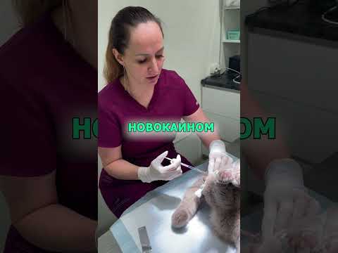 Как происходит кастрация кота в ветеринарной клинике