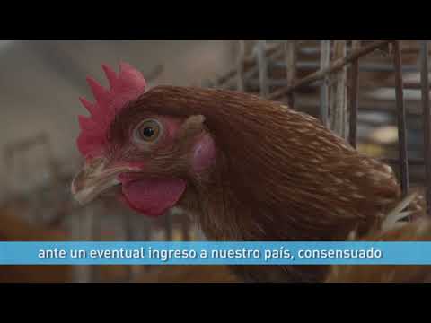 Sanidad en las aves