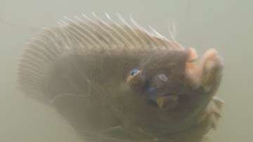 Flounder Catch and Cook On The BBQ