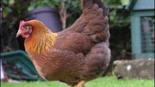Exclusive Can a Welsummer￼ hatch chicks Details