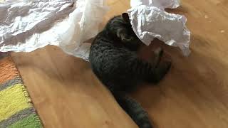 Lilly the kitten LOVES playing with paper!