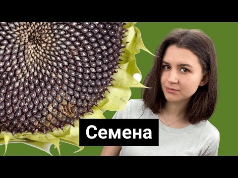 Строение семян