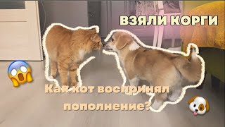 VLOG: берём КОРГИ - первую собаку / показываю покупки для щенка / как КОТ воспринял Вилли в доме?