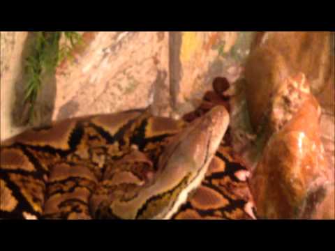 Biggest Snake Ever!