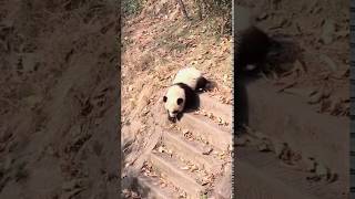Download Lagu The panda walked down the stairs and an accident occurred MP3 Download Lagu The panda walked down the stairs and an accident occurred MP3