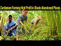How to Make Money - Cardamom Farming with High Profit - How to Grow Cardamom - Elaichi Farming