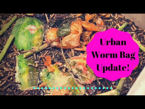 Urban Worm Bag: Post-Harvest & Feeding