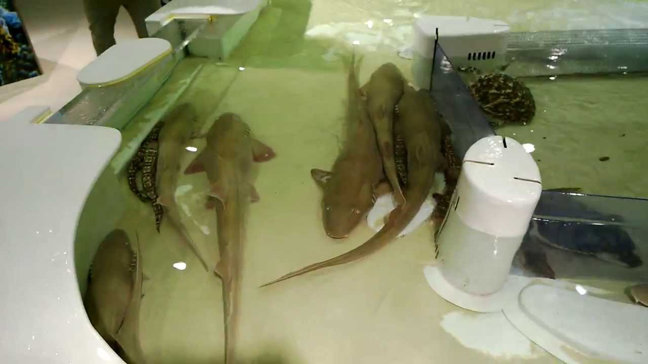 Touch Pool at the Osaka Aquarium Kaiyukan