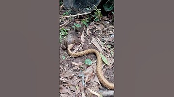 Be cautious when encountering snakes #shors #snake #vietnamcountry #animals #shortvideo #subscrib...
