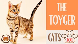 🐱 Cats 101 🐱 TOYGER CAT - Top Cat Facts about the TOYGER