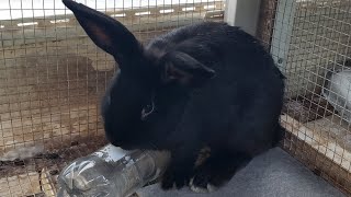 How to keep rabbits cool in the summer
