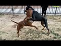 Esto pasó cuando un Gran Doberman Reto a un Poderoso Pitbull Terrier