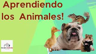 🌟 ¡Aventura en el Reino Animal! 🦁🐘 | Videos Divertidos y Educativos de Animales para Niños
