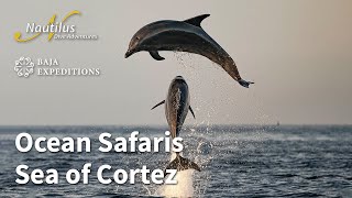 Ocean Safari  -  Experience The Sea of Cortez