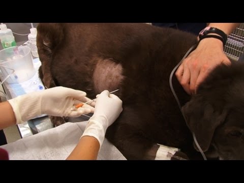 Video: Vloeistofophoping In De Zak Rond Het Hart Bij Honden