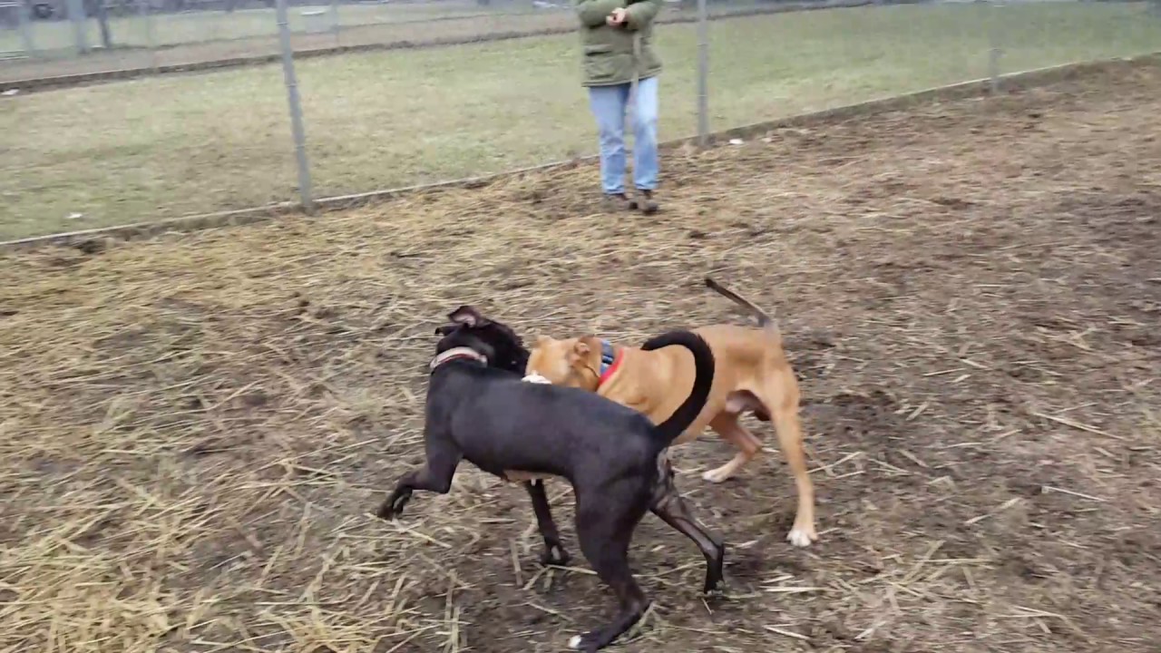 Roy Benz' test w/  Raven