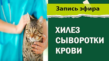 Хилез сыворотки крови - лекция ветеринарного врача