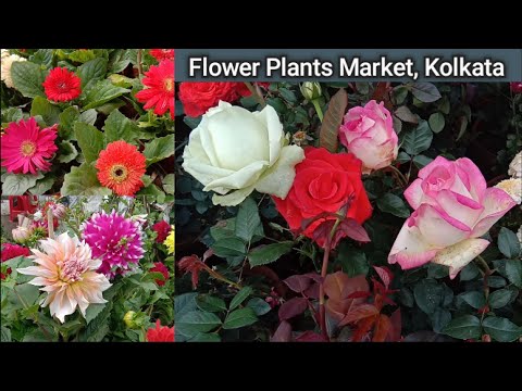 Shyambazar Flower Plants Market In Kolkata At Galiff Street Visit || Rose Plants, Dalia, Poinsettia