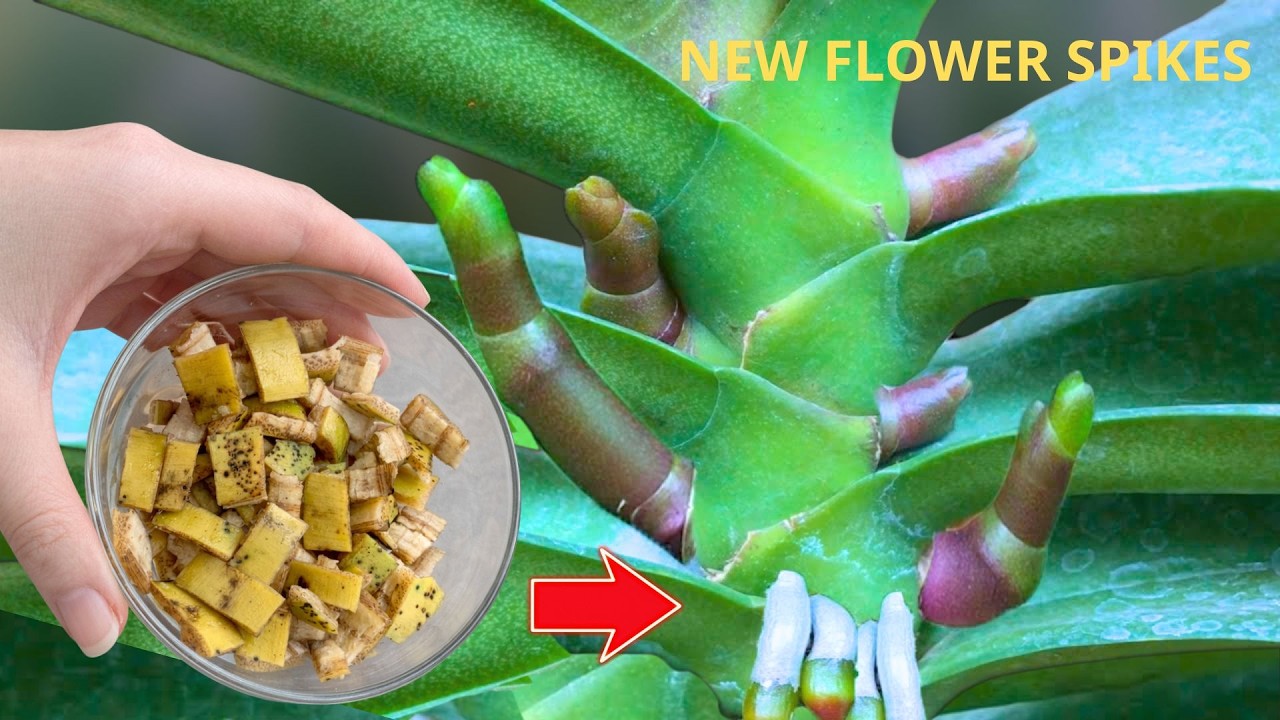 Посыпьте ими! Ваши орхидеи быстро пустят корни и дадут новые цветоносы.