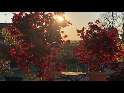 Video: Cây Phong đỏ (34 ảnh): Cây Phong Nhật Bản Và Canada, Trồng Và Chăm Sóc Cây Phong đỏ, Mô Tả Về 