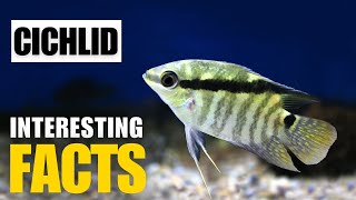 Amazing facts of Cichlid | Interesting Facts | The Beast World