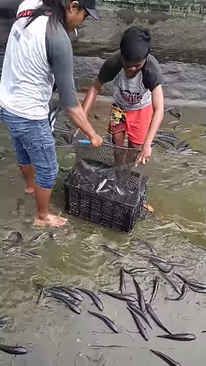 Panen ikan gabus usia 4bulan .wau mantapp!!