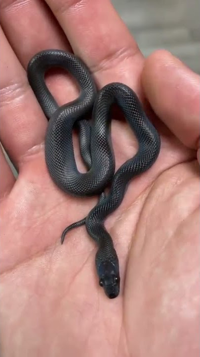 Snake Video 4 snack video | Snkes #shorts #snake