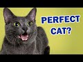 KORAT Cat 101 - Most underrated cat breed you&#39;ve never heard of