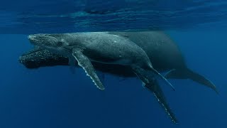 Humpback Whale Mother And Calf!