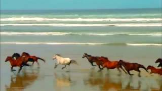 خيول تجرى على شاطئ البحر- Horses running along the beach