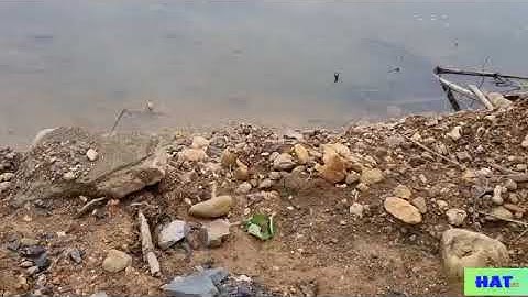 Cách mà cá RÔPHI  bảo vệ con!