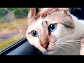 Cat Wonders About Life | Funny Pet Videos