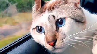 Cat Wonders About Life | Funny Pet Videos by Funny Pet Videos 8,144 views 2 years ago 6 minutes, 20 seconds