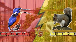 Masteran Burung Tengkek Udang Vs Bajing Cliring Dengan Gemricik Air || Masteran Burung Kebon