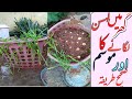 How to grow Garlic at home fast N easy.