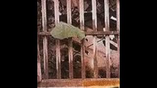 full album lagu lagu kumpulan okay