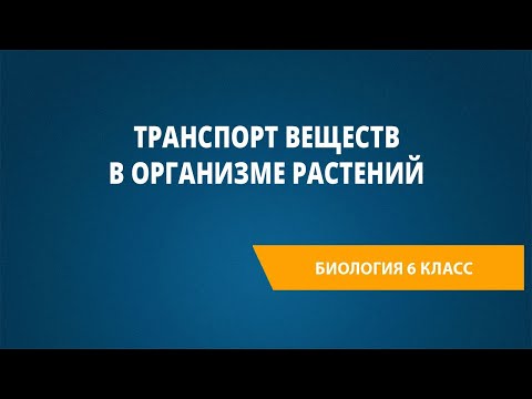 Транспорт веществ в организме растений
