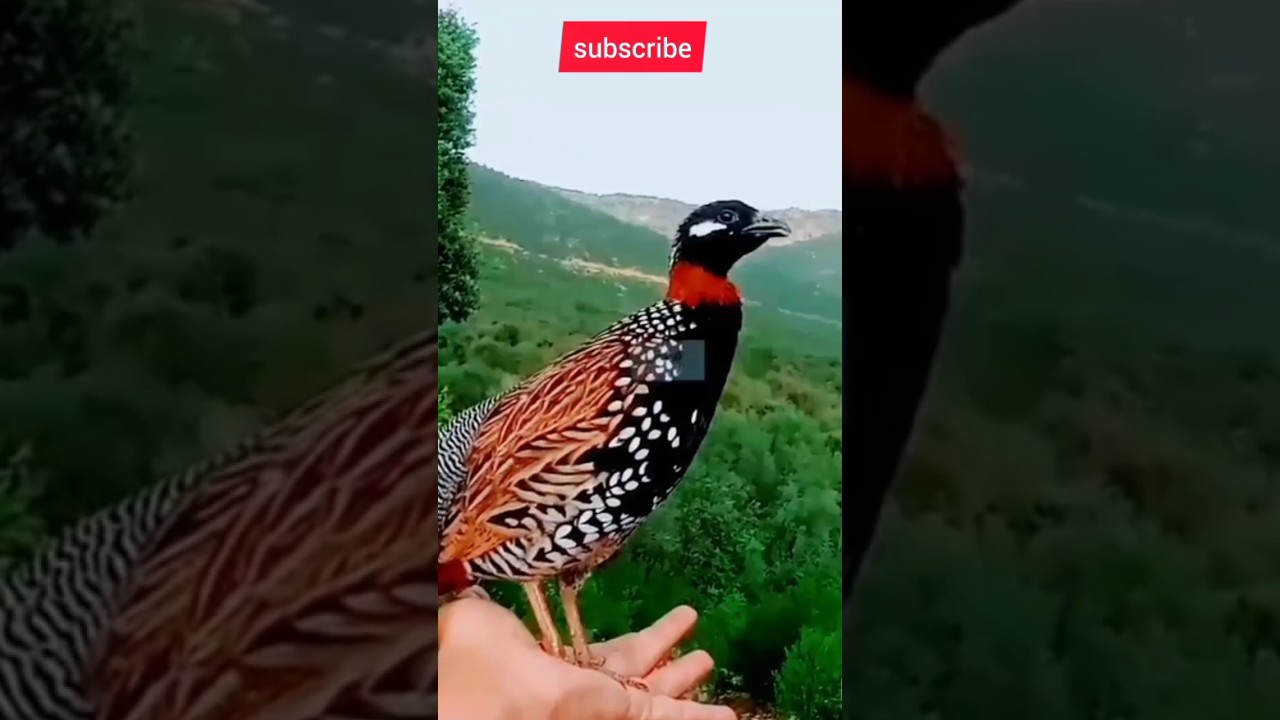 Kala teetar | Black teetar | 