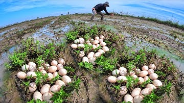 wow wow amazing, pick duck eggs ln the rice field by farmer skills