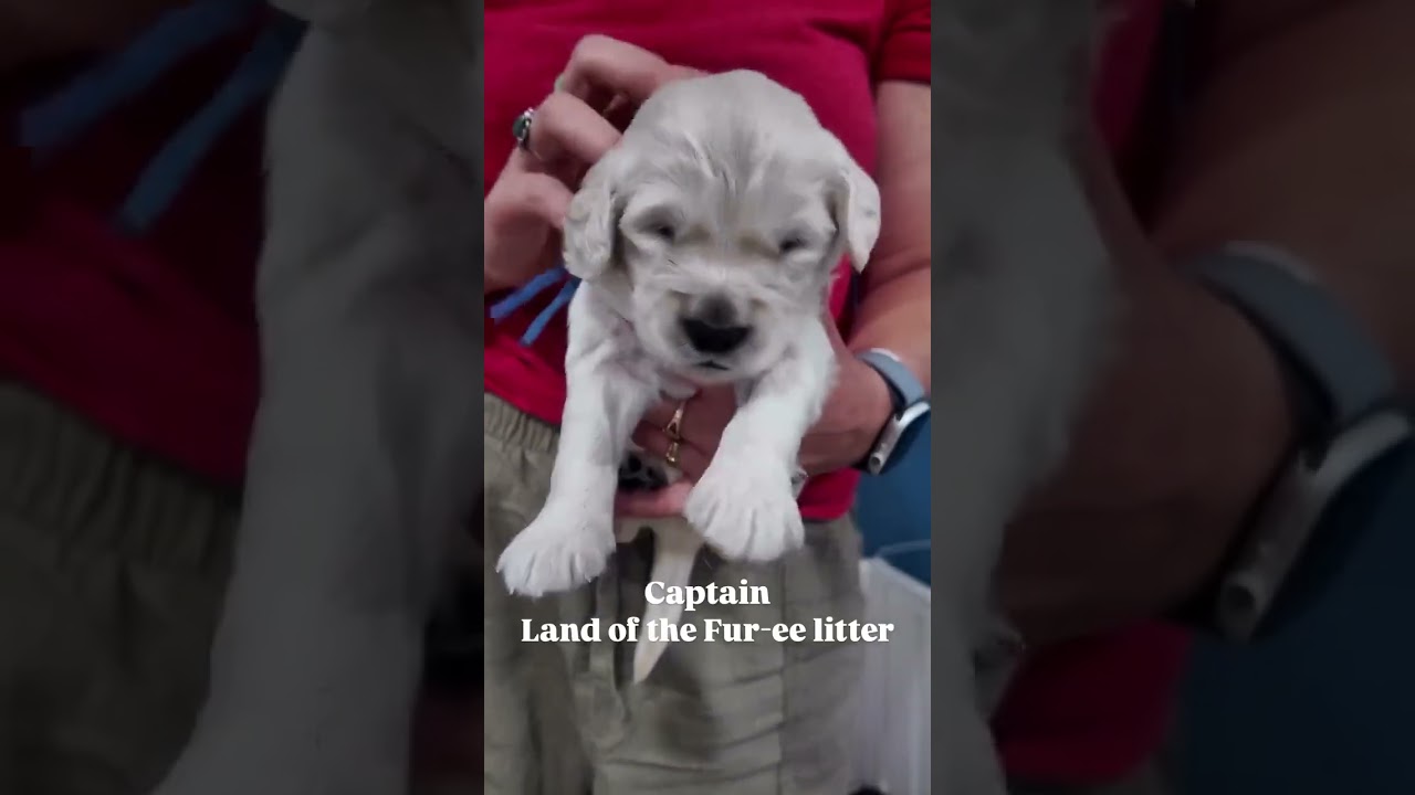🌟 Meet Captain: Our Little Adventurer from the Land of the Fur-ee Litter! 🌟 Captain, our sweet