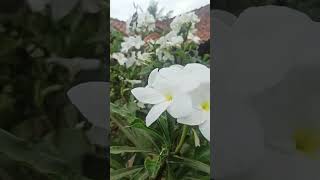 Download Lagu Bunga Kamboja Putih MP3